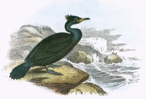 Cormoran huppé - English School