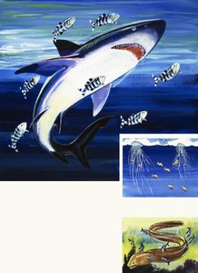 Requin, Murène et Physalie