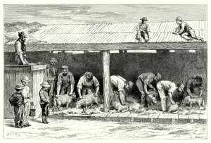 Tonte des moutons (gravure) - English School