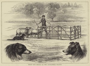 Concours de chiens de berger au palais Alexandra