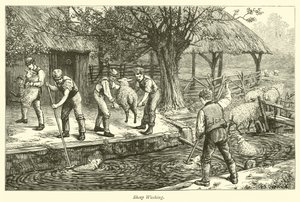 Lavage des moutons - English School