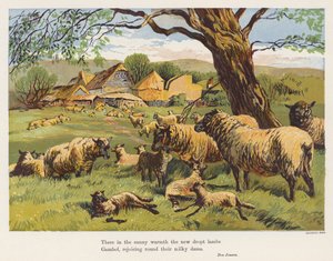 Moutons et agneaux - English School