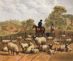 Élevage de moutons - English School