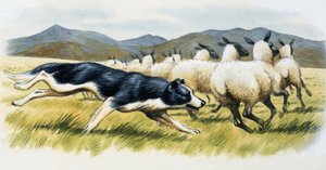 Chien de berger - English School