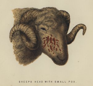 Tête de mouton avec variole - English School