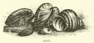 Coquillages