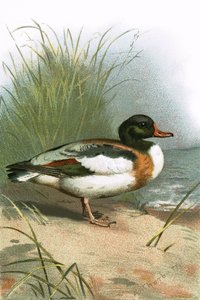 Tadorne