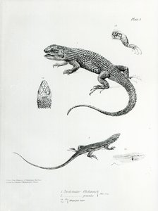 Iguane à écailles, illustration de 