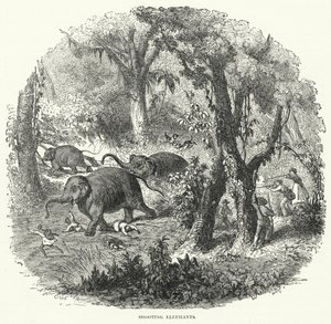 Chasse aux éléphants (gravure) - English School
