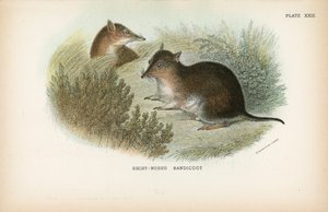 Bandicoot à nez court - English School