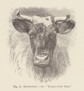 Vache Shorthorn, "Darlington 15e" - English School