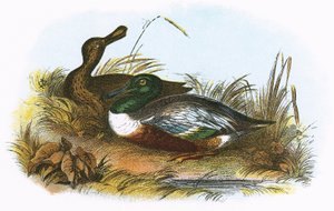 Canard souchet - English School