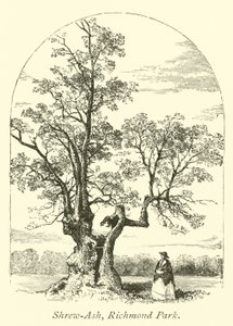Shrew-Ash, parc de Richmond - English School