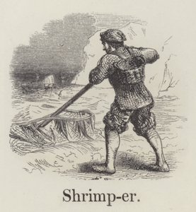 Pêcheur de crevettes - English School