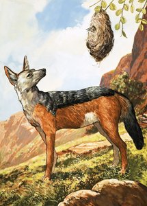 Chacal à dos argenté - English School