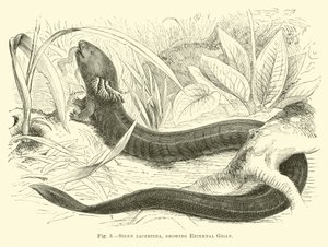 Siren lacertina, montrant des branchies externes - English School