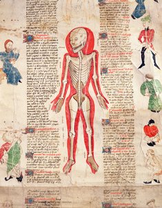Squelette, de De arte phisicali e de cirugia par John Ardene, 1412