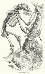 Squelette de gorille mâle (gravure) - English School
