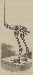 Squelette du Dinornis, au musée du Royal College of Surgeons - English School