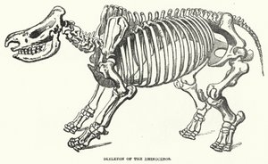 Squelette du rhinocéros (gravure) - English School