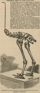 Squelette du dinornis, un oiseau gigantesque de Nouvelle-Zélande - English School
