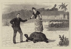 Croquis de Ceylan, une Tortue Géante - English School