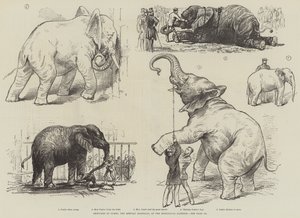 Croquis de Jumbo, l