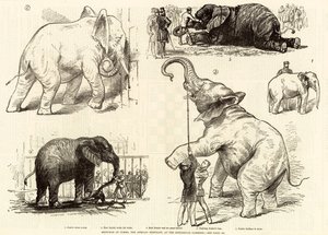 Croquis de Jumbo, l