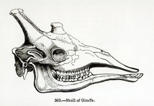 Crâne d