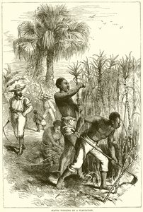 Esclaves travaillant dans une plantation - English School