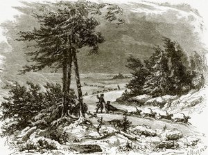 Traîneau et chiens sur l