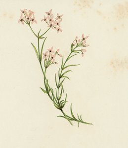 Aspérule des teinturiers, Asperula Cynanchica - English School