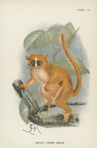 Le Lémur nain de Smith - English School
