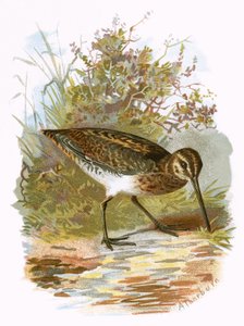 Bécassine