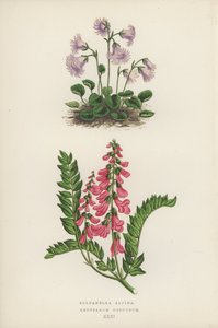Soldanella Alpina; Hedysarum Obscurum - English School