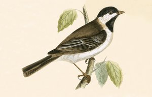 Mésange sombre, illustration de 