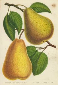Souvenir du Congrès Poire, Poire Madame Treyve - English School