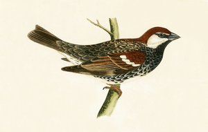 Moineau espagnol, illustration de 