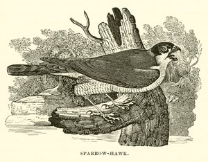 Épervier (gravure) - English School