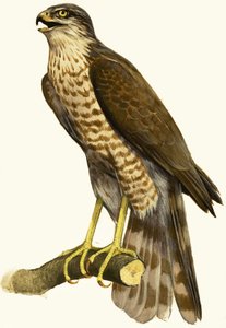 Épervier