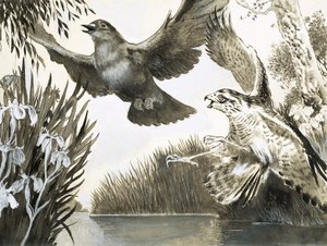 Épervier attaquant une colombe