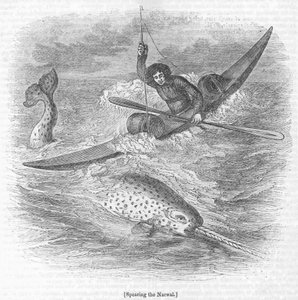 Harponnage du narval - English School