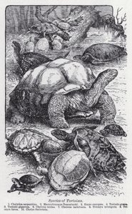 Espèces de tortues (lithographie)