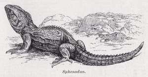 Sphénodon