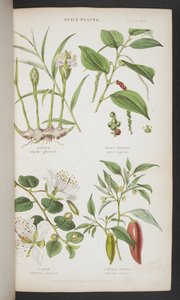 Plantes épicées, de 