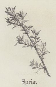 Brindille (gravure)