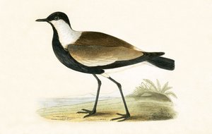 Pluvier à ailes éperonnées, illustration de 