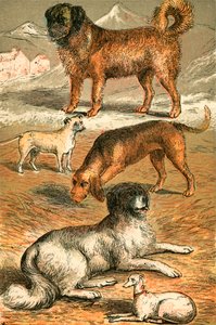 Saint Bernard, Bouledogue, Chien de Saint-Hubert, Terre-Neuve et Lévrier italien - English School