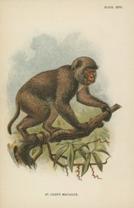 Macaque de St. John - English School