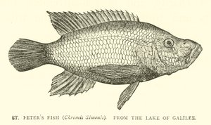 Poisson de Saint Pierre (Chromis Simonis), du lac de Galilée - English School